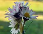 Spring Flowers